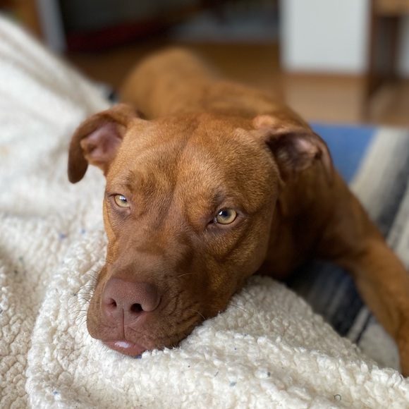 Meet your Posher, Daniel - Picture 1 of 1